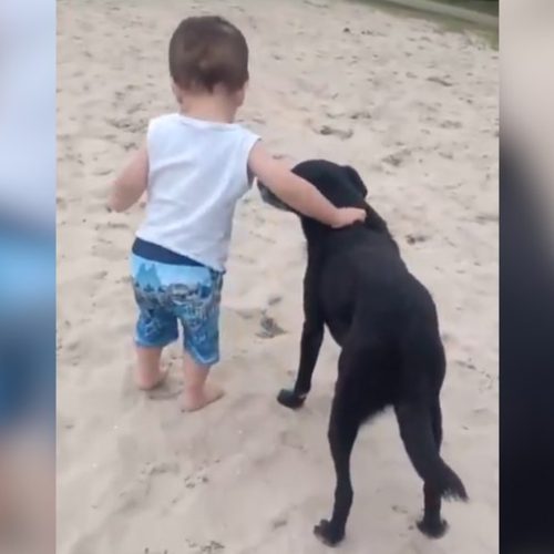 Cachorro ajuda bebê a caminhar