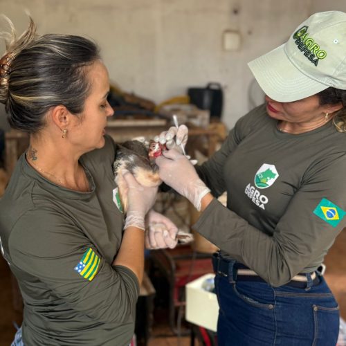 Goiás decreta situação de emergência zoossanitária preventiva contra a gripe aviária