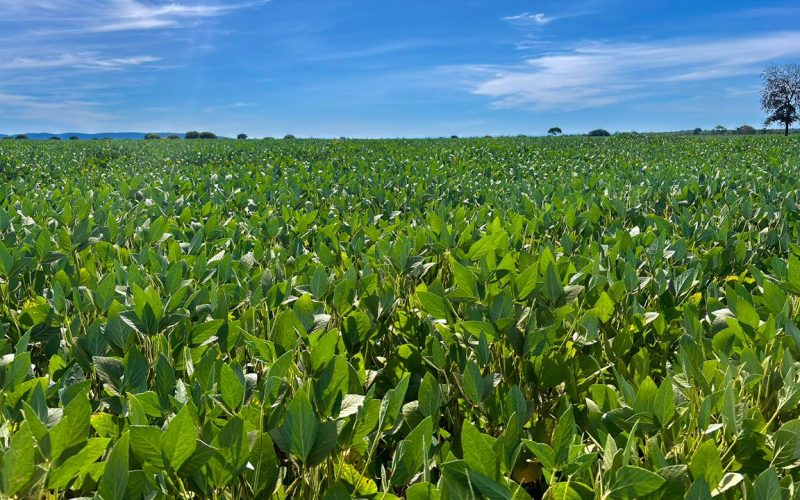 Goiás caminha para a segunda maior safra de grãos da história