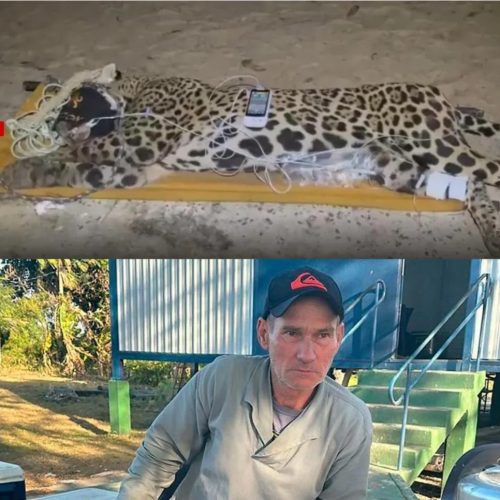 Onça que matou caseiro é capturada