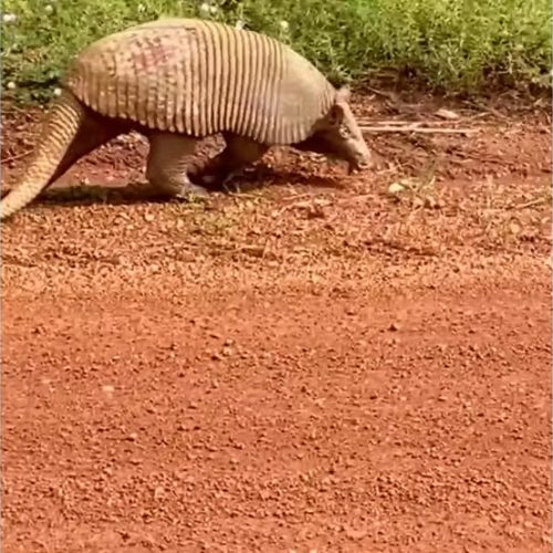 Tatu gigante chama atenção em estrada no Tocantins…
